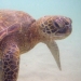 Turtles