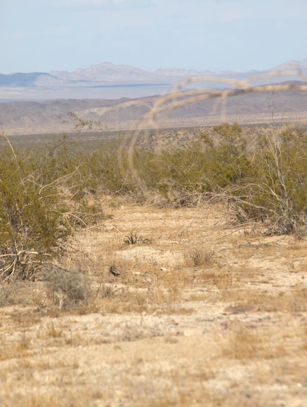JoshuaTree