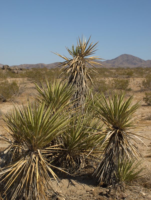 JoshuaTree