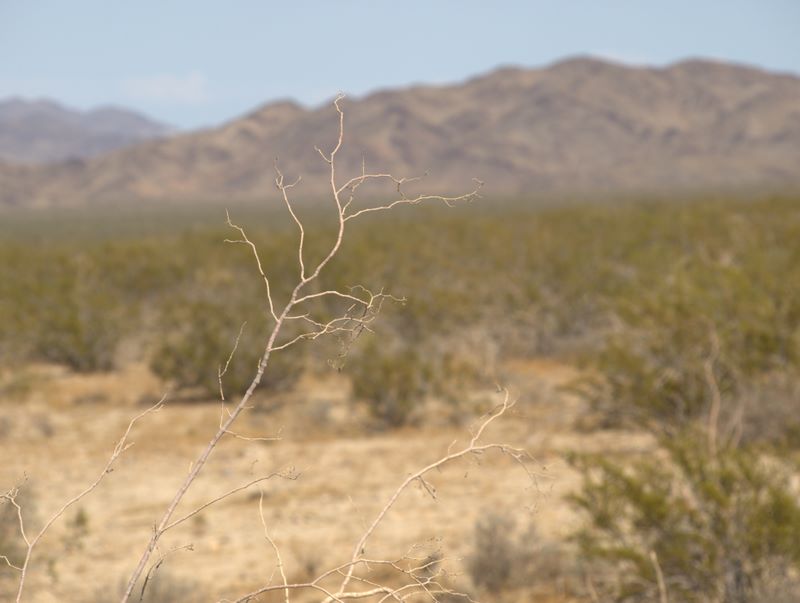 JoshuaTree