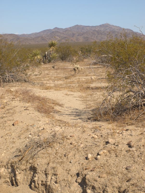 JoshuaTree