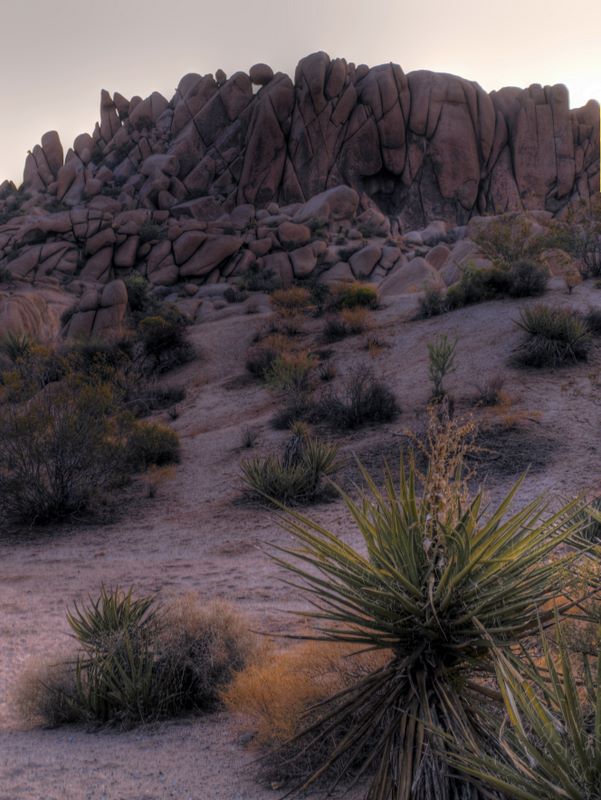 JoshuaTree