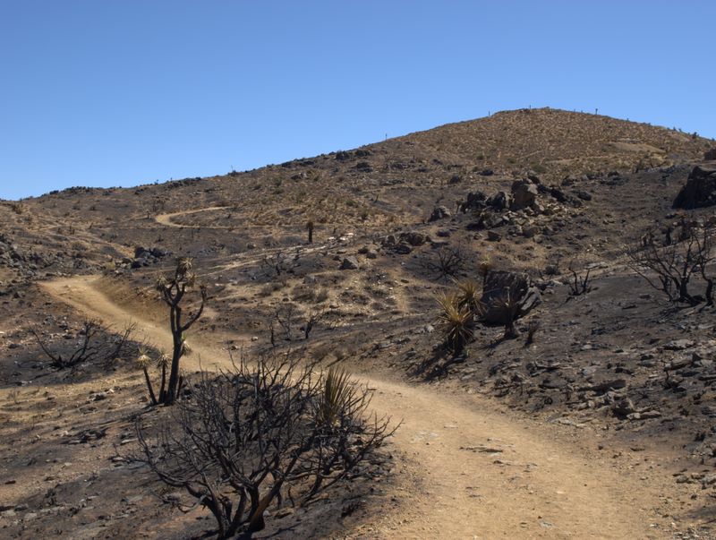 JoshuaTree