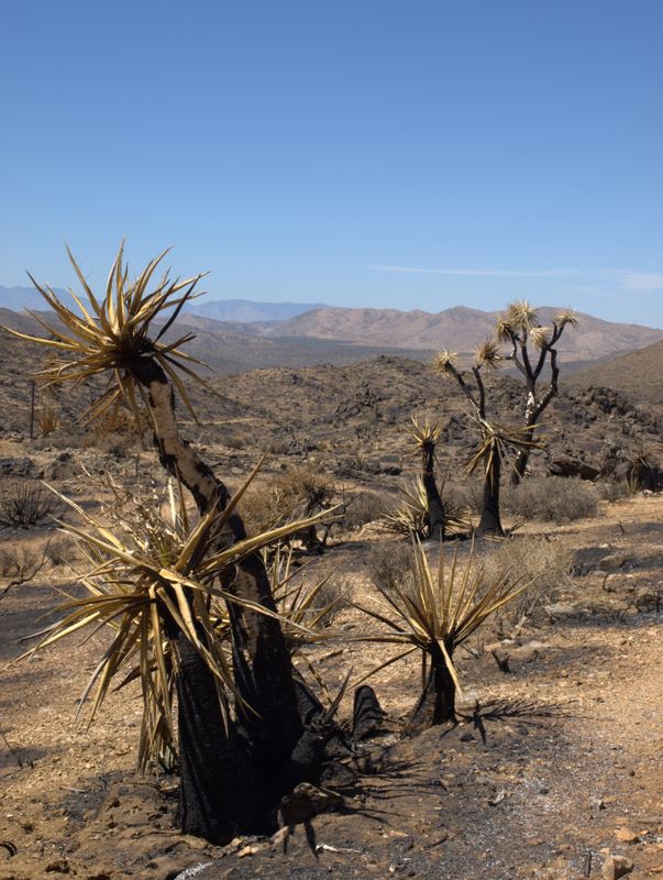 JoshuaTree