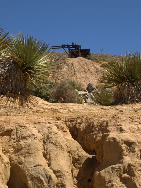 JoshuaTree