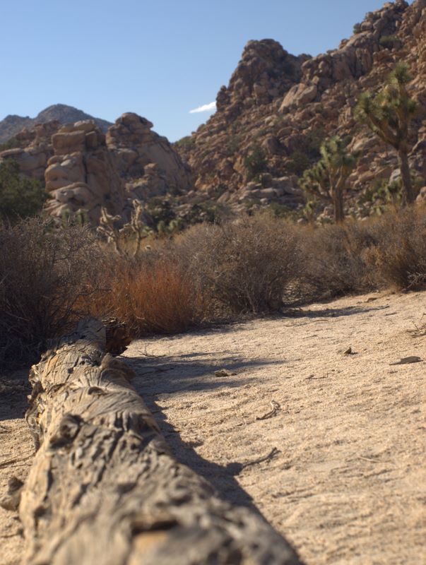 JoshuaTree