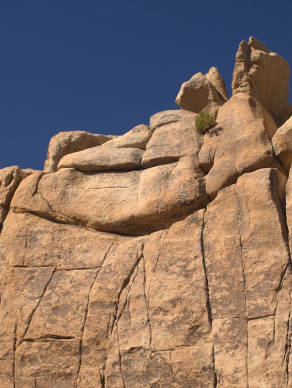 JoshuaTree
