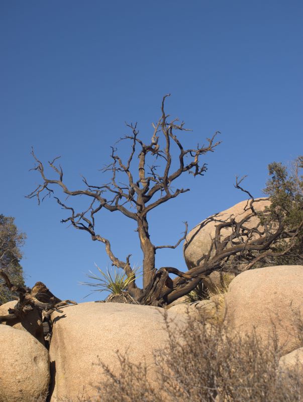 JoshuaTree