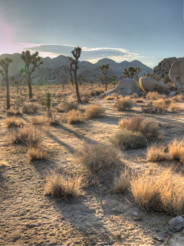 JoshuaTree