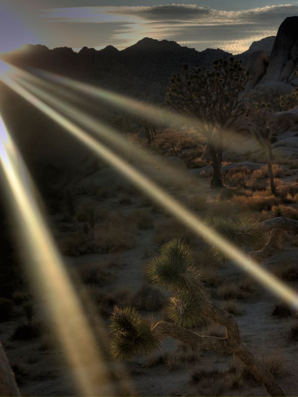 JoshuaTree