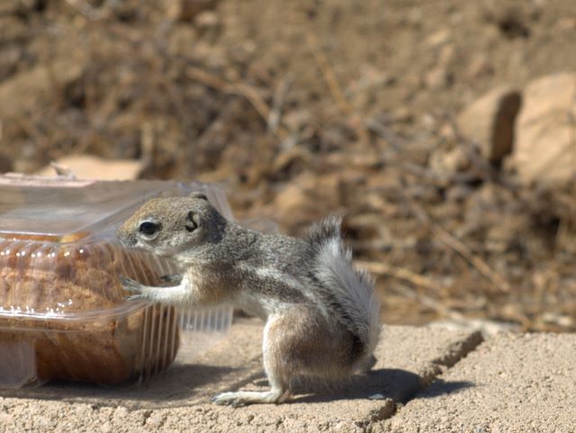 Chipmunks
