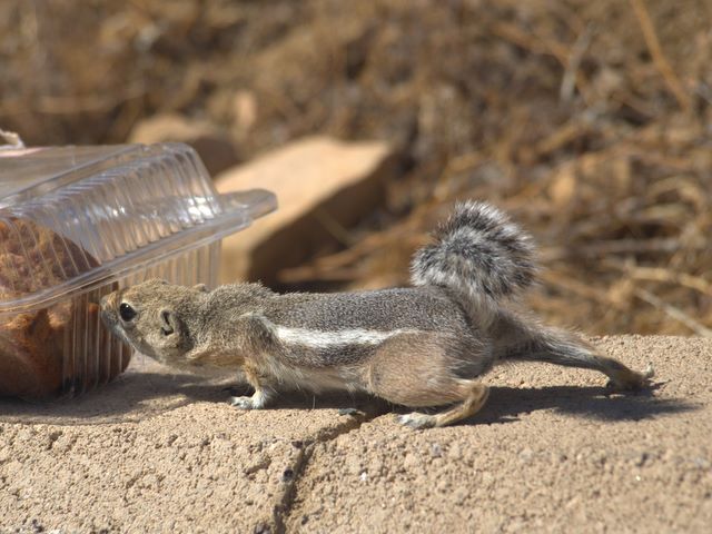 Chipmunks