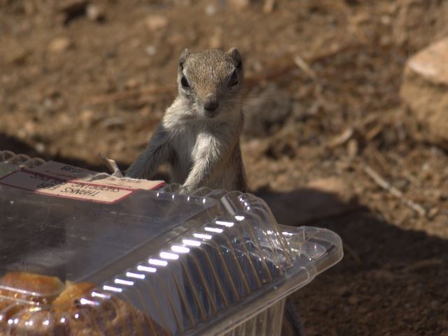 Chipmunks