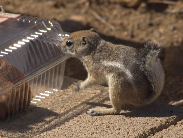 Chipmunks