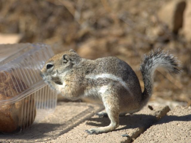 Chipmunks