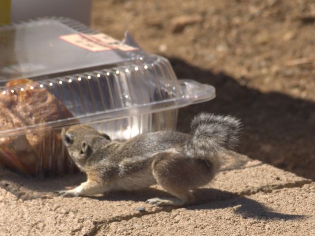 Chipmunks