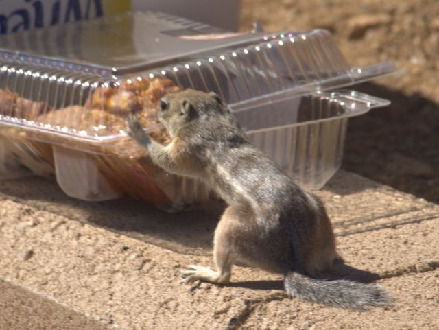 Chipmunks