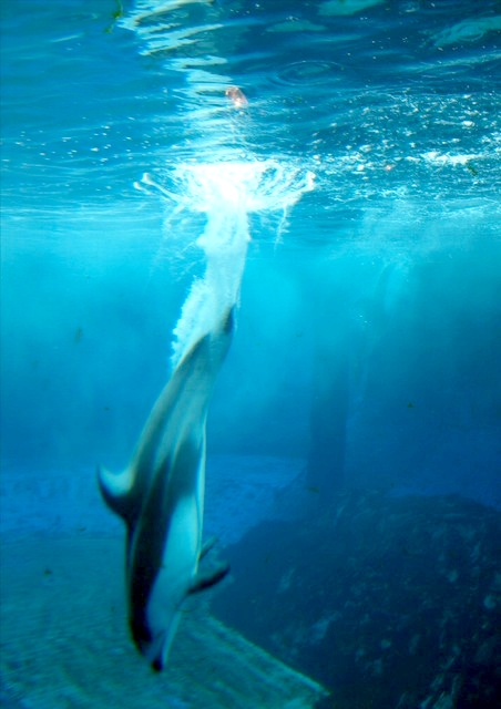 01_Animal