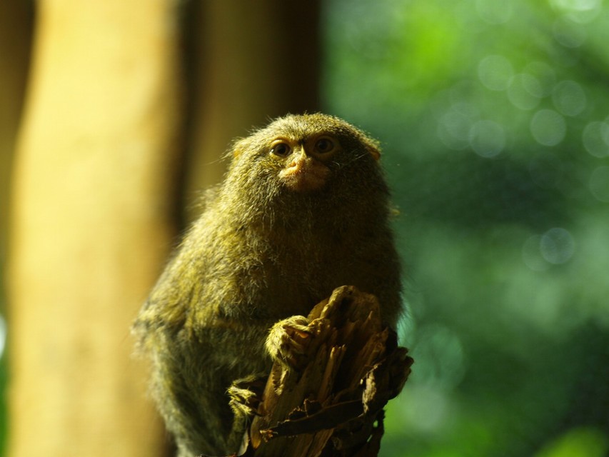 01_Animal