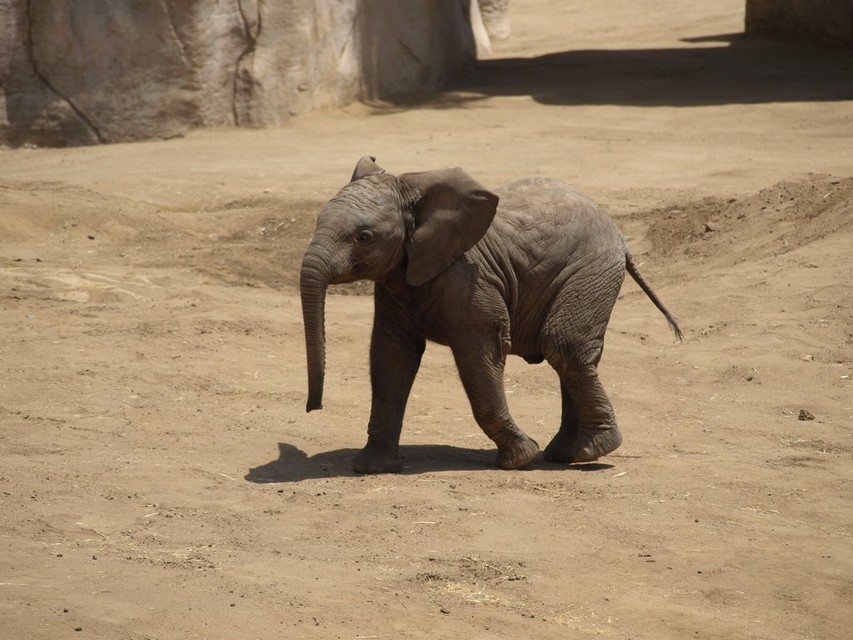 01_Animal