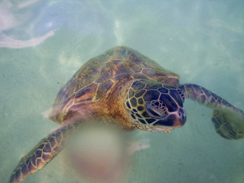 01_Animal